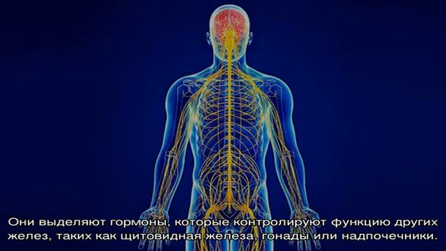 Центральная нервная система (ЦНС) — анатомия: строение, функции, физиология, особенности смотреть онлайн