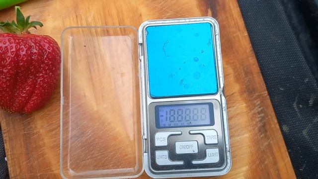 клубника для всех почти без полива