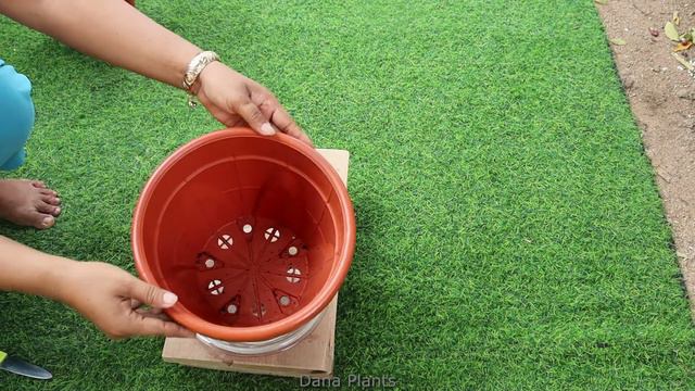 HOW TO GROW THE AGLAONEMA. смотреть онлайн