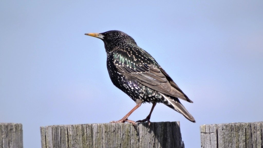 Скворец. Весенняя песня скворца. ( Sturnus Vulgaris )