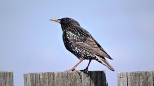 Скворец. Весенняя песня скворца. ( Sturnus vulgaris )