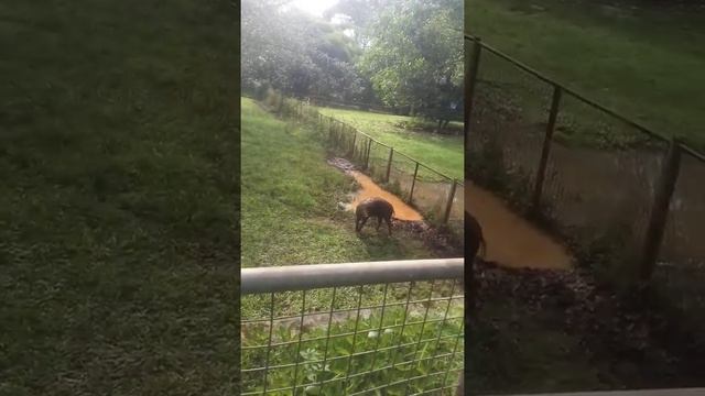 Babirusa | Babyrousa | Ragunan Zoo #shorts #zoo #animal #satwa #babyrousa #pig #babirusa #nature смотреть онлайн
