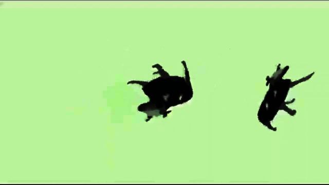 Polish Cow BUT In Reverse