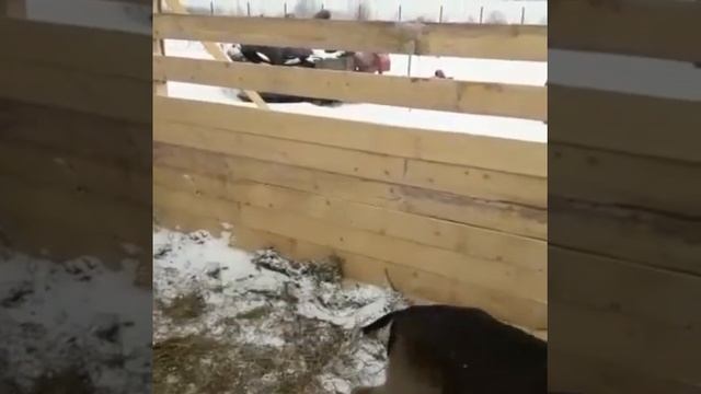 Олени Лани https://hirschmark.ru/ смотреть онлайн