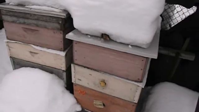 износ пчел при зимовке, отчего это происходит и как снизить этот износ пчел смотреть онлайн