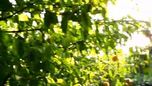 Персики позднего срока созревания