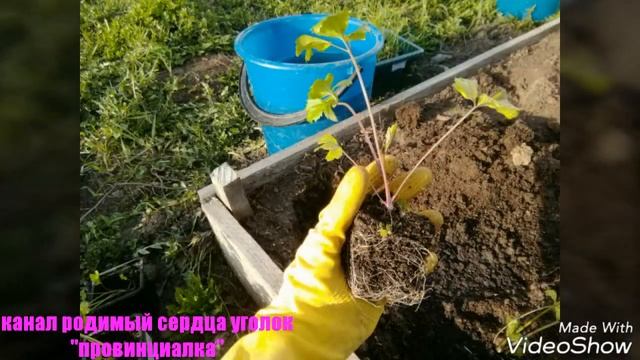 Высаживаем корневой сельдерей и рассаду лука в открытый грунт. смотреть онлайн