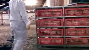 Как ловят кур на птицефабрике