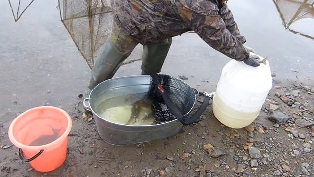 Отбор самок хариуса для получения икры. смотреть онлайн