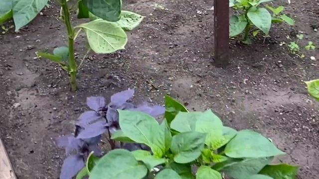 Базилик. Сбор урожая. Школа продвинутого садовода смотреть онлайн