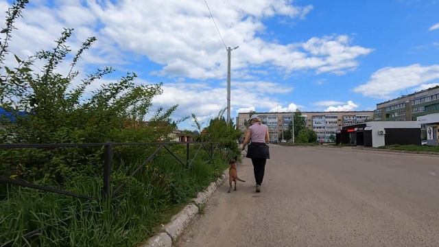 социализация щенка бельгийская овчарка малинуа смотреть онлайн