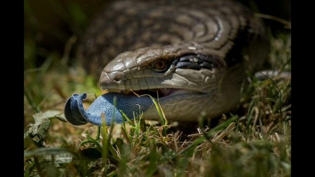 ЯЩЕРИЦЫ ДЛЯ НАЧИНАЮЩИХ. Топ 5 ящериц для содержания дома смотреть онлайн