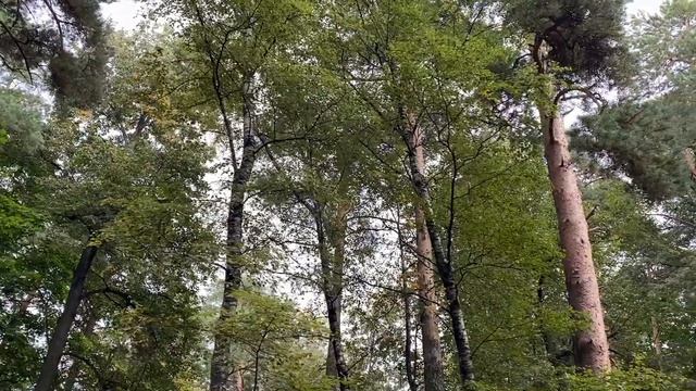 Биология и жизнь | Первичная сукцессия | Биология ЕГЭ смотреть онлайн