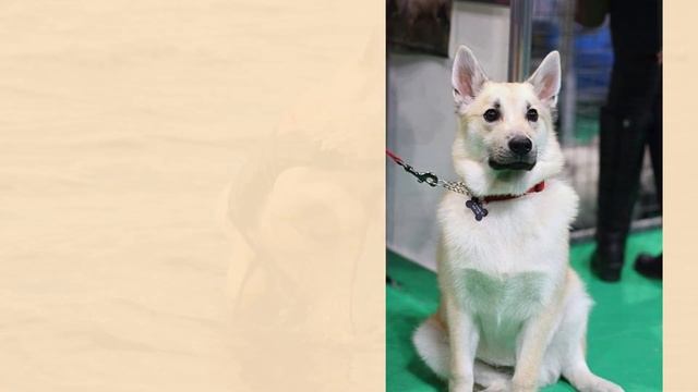 Norwegian Buhund – The Confident Nordic Herding Dog смотреть онлайн