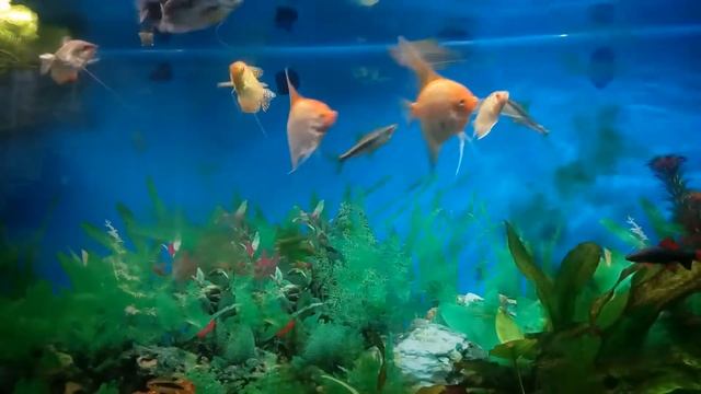 Бой скалярий смотреть онлайн