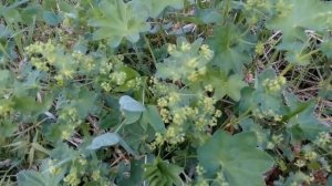 Манжетка обыкновенная. Очень ценное и полезное растение!  Краткое описание.