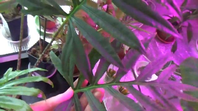 Alocasia Brancifolia