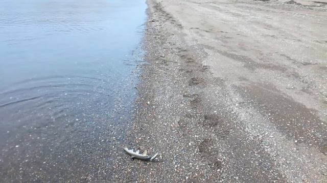 Рыбные выходные. Темный окунь, морская кунджа и красноперка смотреть онлайн