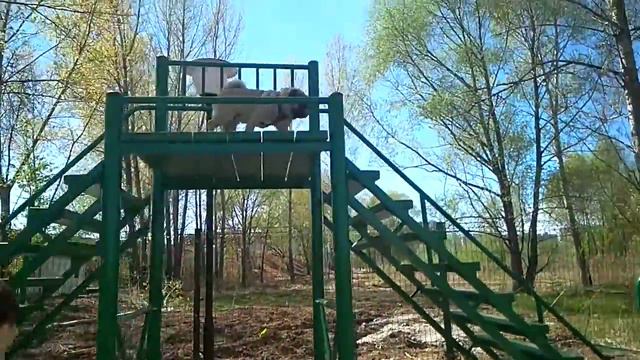 Дрессировка собак -Мопс Максим 11 мес .Дрессировщик Валя смотреть онлайн