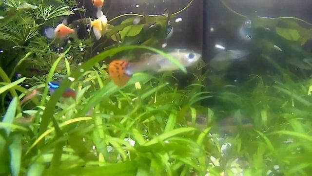 Кормление рыбок.Подводная съемка смотреть онлайн