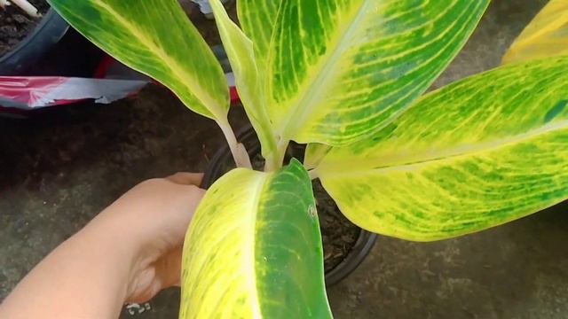 Bongga at mas Lush na Aglaonema....tara open na natin.🥰 смотреть онлайн