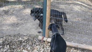 Волк против добермана - кто сильнее?