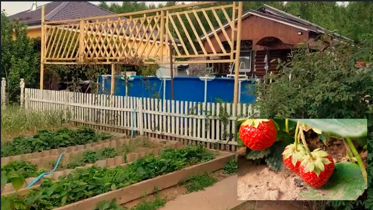 Любимая пора - это когда ягодки в саду и в огороде поспевают!!! смотреть онлайн