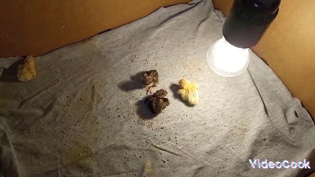 Вывод китайских расписных перепелов смотреть онлайн