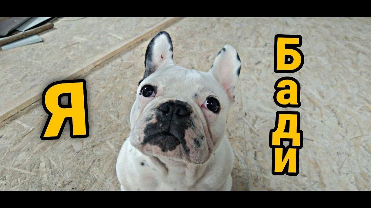 Купили ещё одного Французского бульдога. Кролики деревенская НЕФТЬ. смотреть онлайн