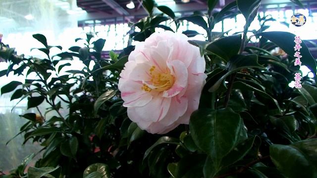 茶花展-Camellia japonica смотреть онлайн