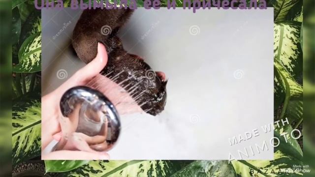 "Жизнь собаки",автор: Гончарова Алиса смотреть онлайн