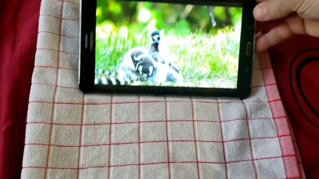 Планшет Samsung Galaxy Tab 4 8.0 SM-T331 смотреть онлайн