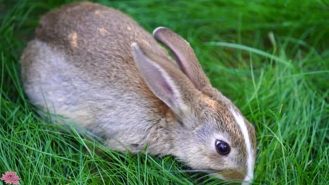 Успокаивающая музыка лечит сердце и сосуды, успокаивает нервную систему и снимает стресс #277 смотреть онлайн