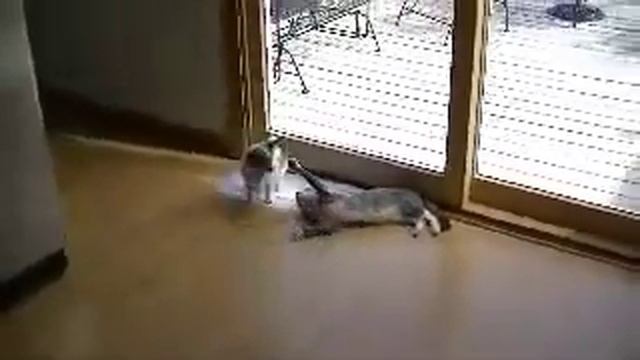 Jake the Papillon and Justin the cat meet for the first time. смотреть онлайн