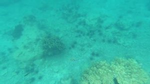 Нячанг - Южные острова - Остров Хонче  или Пляж "Черепах". Вьетнам (часть 3)