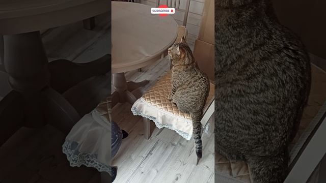 Васька-воришка смотреть онлайн