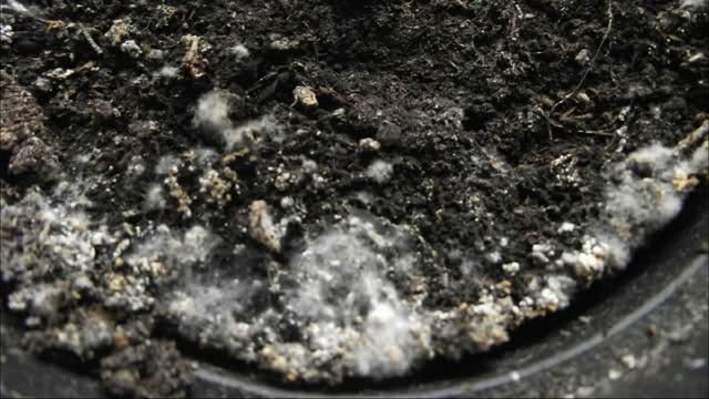 Плесень или налет на грунте - что опаснее смотреть онлайн