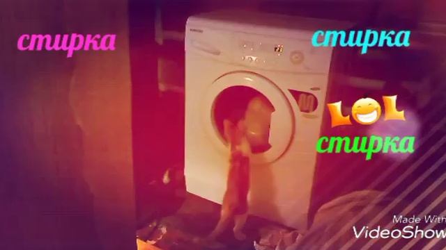 Приколы с котами! смотреть онлайн
