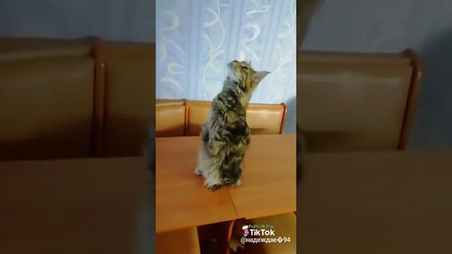 Кошка поёт гимн России смотреть онлайн