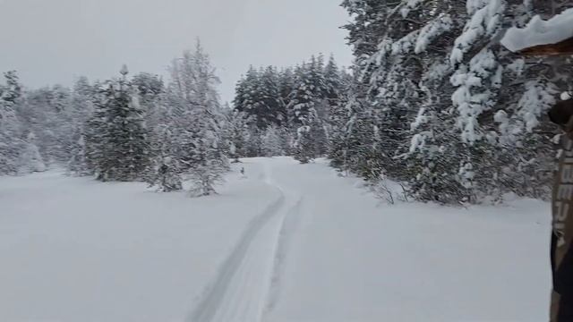 Пикник в лесах Карелии #2 смотреть онлайн