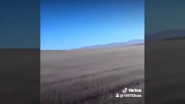 лиса напала на людей смотреть онлайн