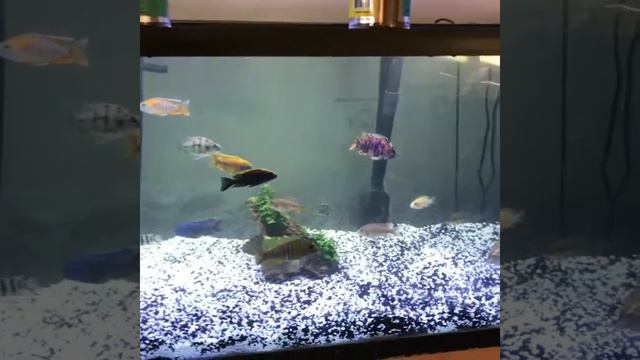 200 gallon Cichlid tank смотреть онлайн