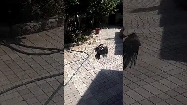 Сорока Вася. Слеток. 2018. Учимся летать. Раскрылись перья, но хвост еще не вырос. смотреть онлайн