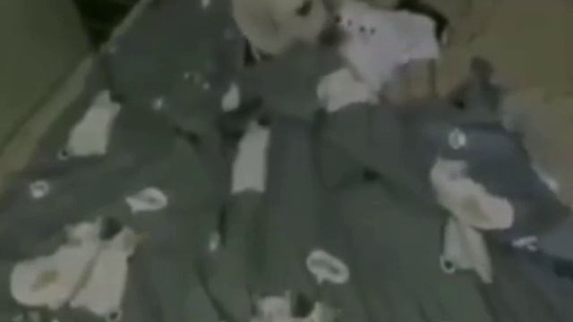 Внимательная собачка.mp4