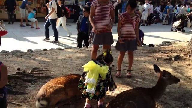 奈良市 Кормление заевшихся оленей ...г.Нара смотреть онлайн