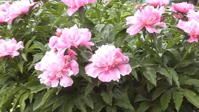 Пион - символ богатства, знатности и благополучия. смотреть онлайн