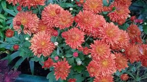 Ранняя зимостойкая корейская хризантема Ватра.