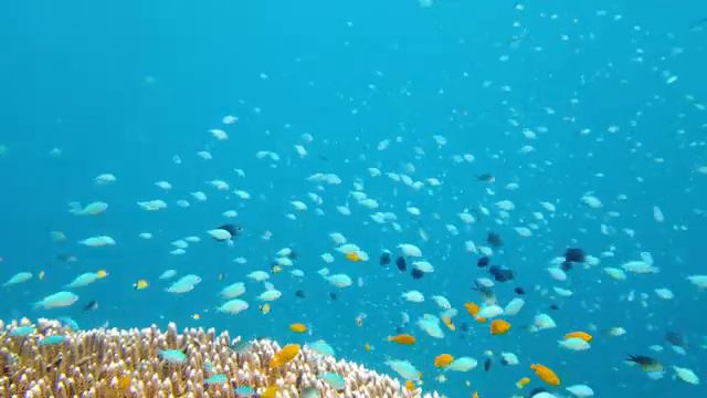 Under Red Sea 4K - Beautiful Coral Reef Fish in Aquarium, Sea Animals for Relaxation - 4K Video #20 смотреть онлайн