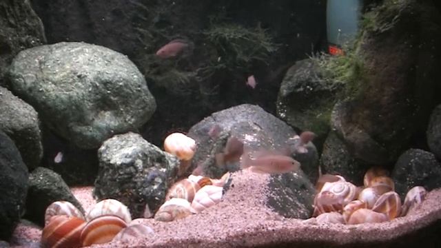 Neolamprologus Multifasciatus feeding time смотреть онлайн
