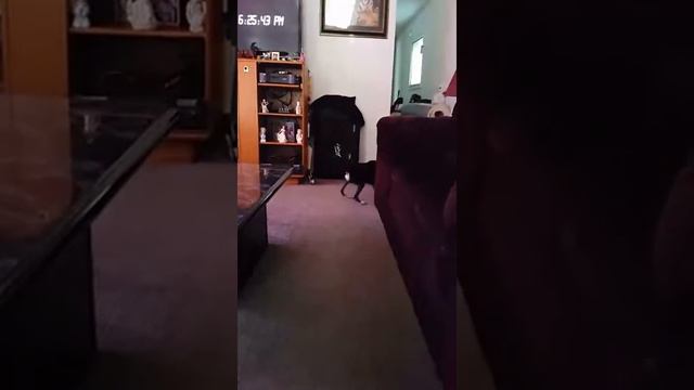 Boston Terrier (Figi) y Toy Manchester Terrier ( Gucci) Horseplaying смотреть онлайн